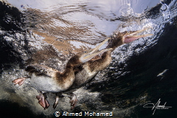 Socotra Cormorant by Ahmed Mohamed 